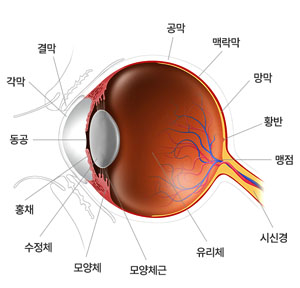 망막·녹내장