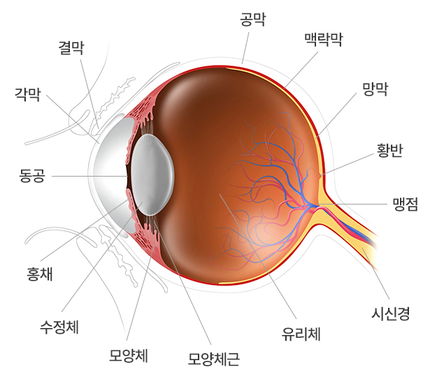 눈의 구조-공막,맥락막,망막,황반,맹점,시신경,유리체,모양체근,모양체,수정체,홍채,동공,각막,결막